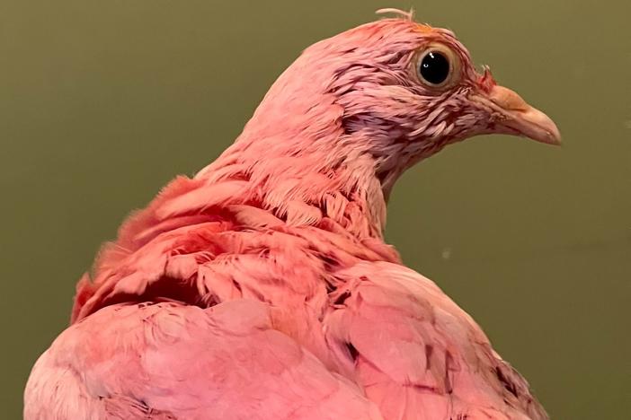 A king pigeon that was dyed completely pink was named Flamingo after the domestic bird was rescued. But despite efforts to rehabilitate the animal, Flamingo has died.