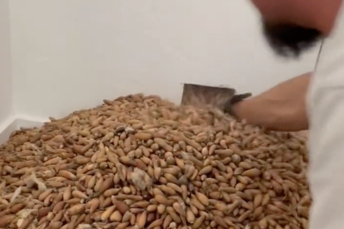 Exterminator Nick Castro discovered 700 pounds of acorns hidden in the wall of a customer's home that had been stashed there by woodpeckers.