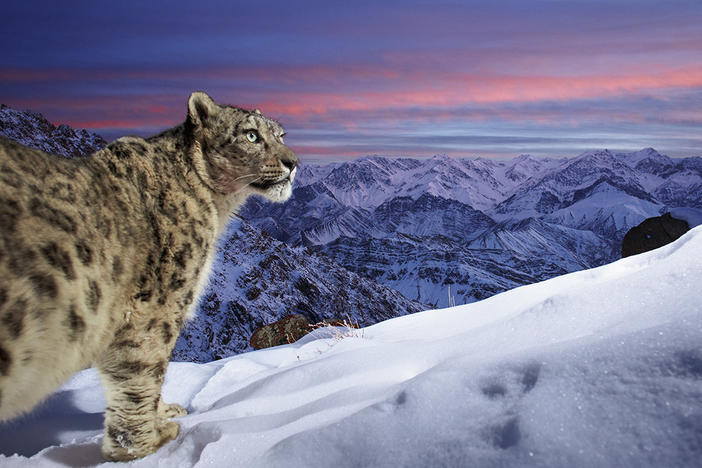 Sascha Fonseca captured this image during a three-year bait-free camera-trap project in Leh, Ladakh, India, high in the Indian Himalayas. Because of their remote habitat, they  are one of the most difficult large cats to photograph in the wild.