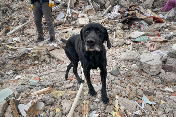 Peter Pan, a dog that is part of a USAID rescue crew in Turkey, scrambles over piles of debris, sniffing for the scent of any survivors stuck inside.