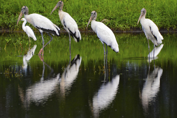 A flock of wood storks mingles with egrets as they stand in a retention pond along a road in Atlantic Beach, Fla., on Aug. 12, 2015.