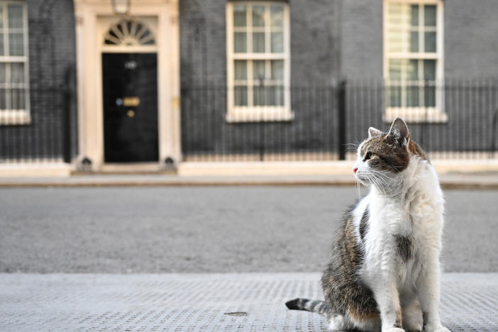 Larry the Cat is seen in front of No. 10 Downing St. on July 5, 2022. He has now been on the job as Chief Mouser at the British prime minister's official residence for a dozen years.