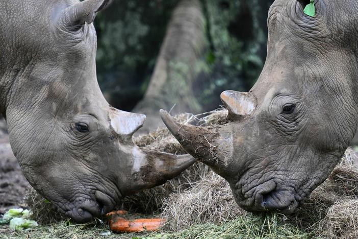 Botswana says it lost 138 rhinoceros to poachers over the past five years.