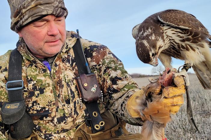 Monte Markley with his prairie falcon Storm in a field near August, Kansas. He says he fell in love with raptors as a kid because of a book and a hawk in a box.