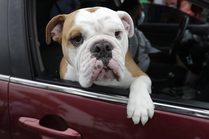 Zeus looks out of the car window as his owner picks up pet food at a Miami-Dade County Animal Services Department Drive-Thru Pet Food Bank, Thursday, June 4, 2020, at Lake Stevens Park in Miami Gardens, Fla.