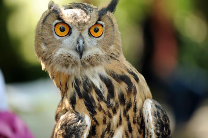 A Eurasian eagle owl looks at students from a local school after the release of a 5-month-old red-tailed hawk September 29, 2010 in New York's Central Park.