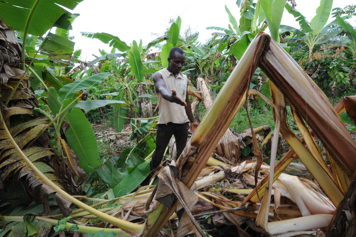 A farmer shows the damages done to his cocoa plantation by an elephant in West Africa. New research says climate change is putting wildlife and humans in conflict more often.