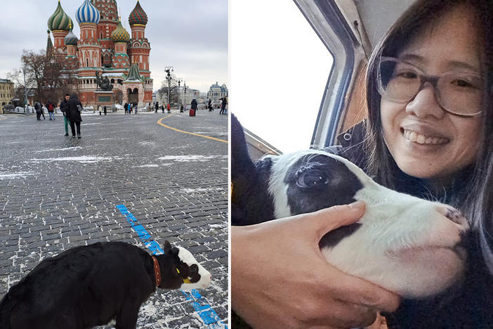 Alicia Day, 34, of New York City, was detained by Russian police while walking her pet baby cow, Dr. Calf, on Red Square last month.