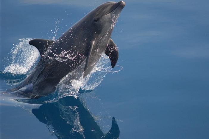 A new study finds that toothed whales can make a range of vocalizations, including some akin to human 'vocal fry,' thanks to a special nasal structure.