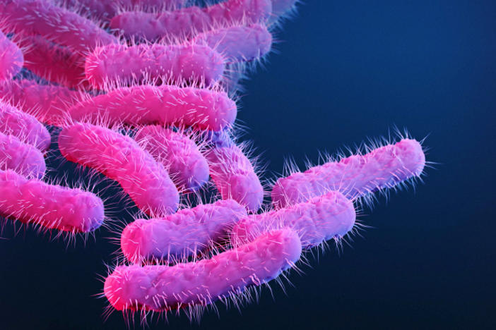 An illustration of Shigella bacteria.