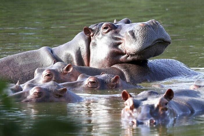 Hippos float in the lake in 2021 at Hacienda Napoles Park, once the private estate of drug kingpin Pablo Escobar, in Puerto Triunfo, Colombia. He imported three female hippos and one male hippo decades ago. It's believed that there are now more than 100 in the area, and that they pose a threat to the local ecosystem.