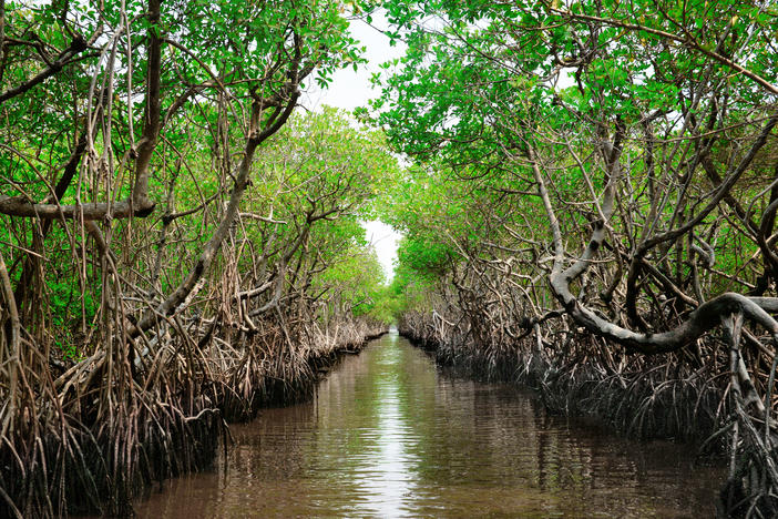 Researchers say protecting mangroves that soak up carbon is a great climate solution. But they caution against programs that slap carbon offsets onto it as those offsets can be hard to verify.