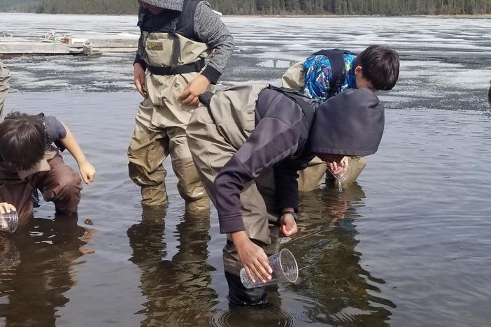 Students releasing salmon into the lake on the Salmon Field Trip.