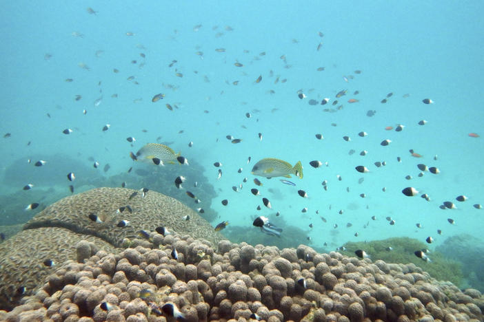 FILE - Fish swim near some bleached coral at Kisite Mpunguti Marine park, Kenya, June 11, 2022. For the first time, United Nations members have agreed on a unified treaty on Saturday, March 4, 2023, to protect biodiversity in the high seas — nearly half the planet's surface.