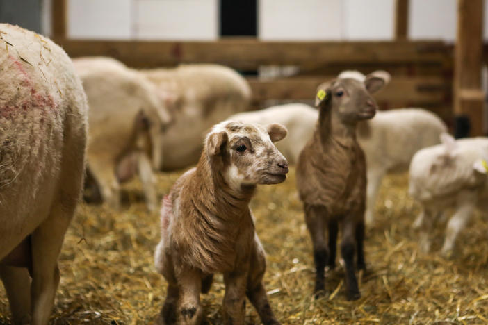 The newest baby lamb is named Artemis, and is the most colorful of the bunch.