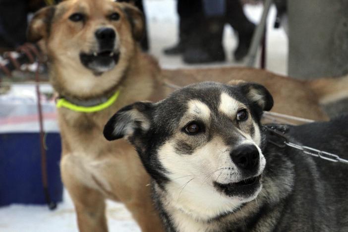 Attentive sled dogs await the start of the Iditarod Trail Sled Dog Race's ceremonial start in downtown Anchorage, Alaska, on Saturday, March 4, 2023. The smallest field ever of only 33 mushers will start the competitive portion of the Iditarod Sunday, March 5, 2023, in Willow, Alaska.