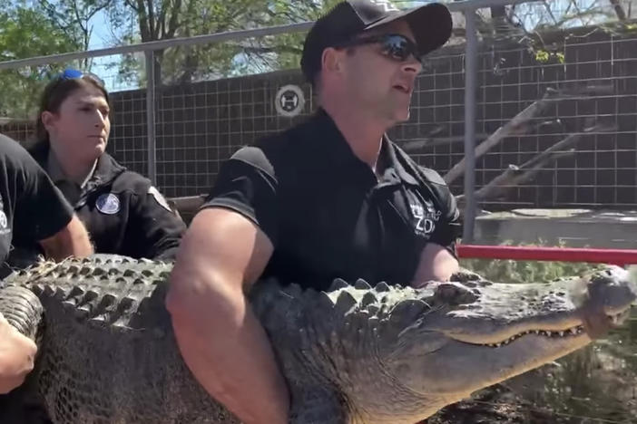 Texas Game Warden Joann Garza-Mayberry was visiting a house on an unrelated call when she spotted an alligator on the property. The gator, raised as a pet, is now living at a reptile zoo.