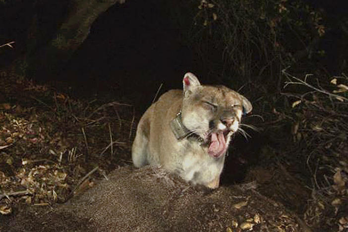 This Nov. 2014 file photo provided by the National Park Service shows a newly released image of the Griffith Park mountain lion known as P-22.