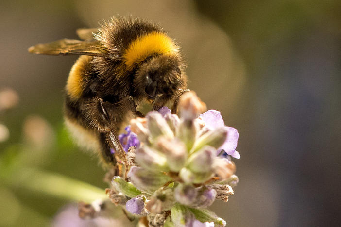 A new study finds that bumblebees can learn how to solve puzzles from each other.