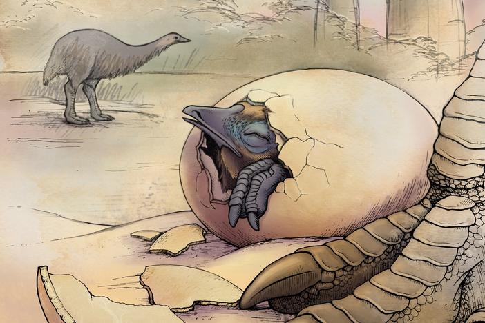 An artist's impression of elephant birds in their natural habitat, Madagascar.