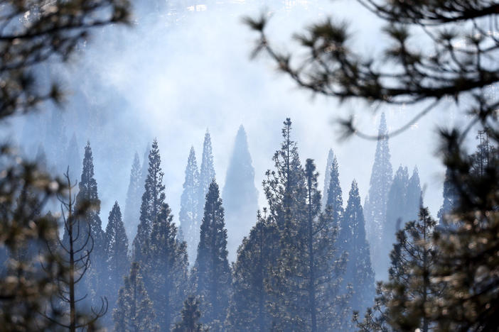 Young giant sequoia trees are seen during a prescribed pile burning on Feb. 19 in Sequoia National Forest. Researchers say 20% of Sierra Nevada conifers are a mismatch with their climate.