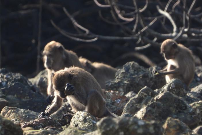 Macaques use stones as hammers to smash open food items like shellfish and nuts.