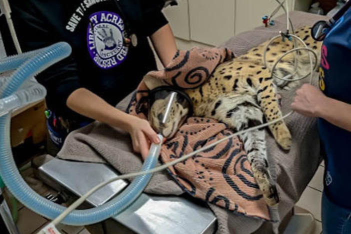 Amiry the serval was rescued from a tree in Cincinnati in January. A DNA test confirmed his species, while a narcotics test confirmed his exposure to cocaine.