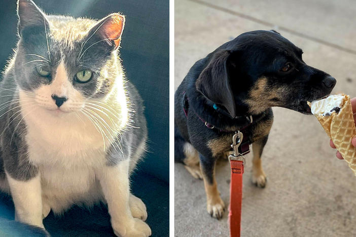 Can cuddling or kissing a pet put you at risk of contracting an unknown virus? Can people pass a virus to pets? Those are questions that pet owners ponder. And if Centu (left) and Ruby (right) could talk, they'd probably ask as well.