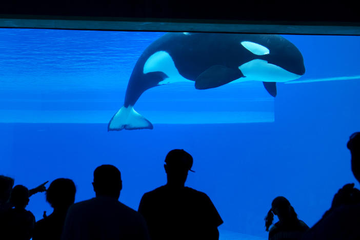 Kiska, Marineland's last living orca, is seen at the amusement park in 2012.