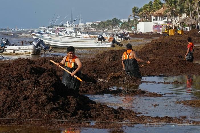 People remove Sargassum in Playa del Carmen, Mexico, in April, 2022. Researchers expect this year will bring another massive bloom, choking local ecosystems and tourism economies.