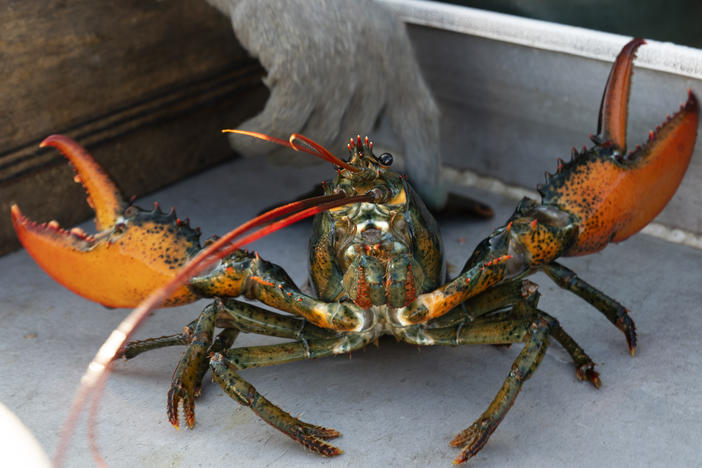 A lobster rears its claws after being caught off Spruce Head, Maine, Aug. 31, 2021. A group of Maine businesses and trade groups filed a lawsuit against a California aquarium Monday, March 13, 2023, for recommending seafood customers avoid buying lobster.