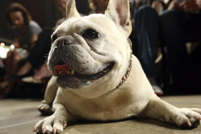 Lola, a French bulldog, lies on the floor prior to the start of a St. Francis Day service at the Cathedral of St. John the Divine, Oct. 7, 2007, in New York. French bulldogs have become the United States' most prevalent dog breed, ending Labrador retrievers' record-breaking 31 years at the top, the American Kennel Club announced Wednesday.