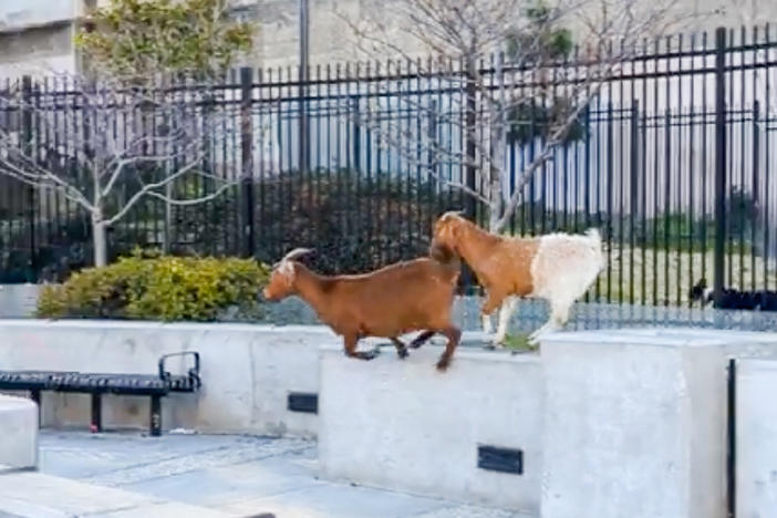 Four or five goats scrambled across San Francisco last week, captured in videos posted on social media. So how do goats fare in urban settings?