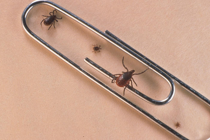 Cases of babesiosis, a tick-borne illness, are on the rise throughout the northeast, according to a new report from the Centers for Disease Control and Prevention.