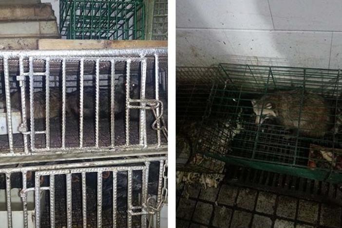 These two photos, taken in 2014 by scientist Eddie Holmes, show raccoon dogs and unknown birds caged in the Huanan Seafood Wholesale Market. GPS coordinates of these images confirm that the animals were housed in the southwest corner of the market, where researchers found evidence of the coronavirus in January 2020.