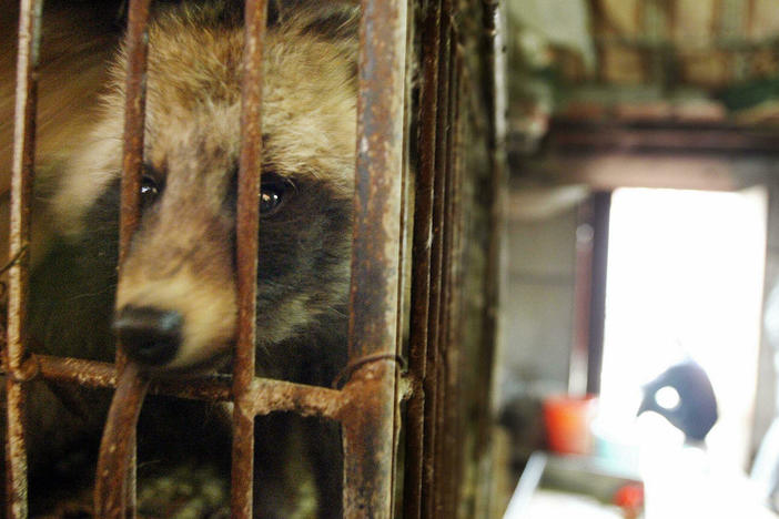 A raccoon dog looks out of its cage in a Chinese live animal market in January 2004. Raccoon dogs could have been an initial host for the virus that caused the COVID-19 pandemic.