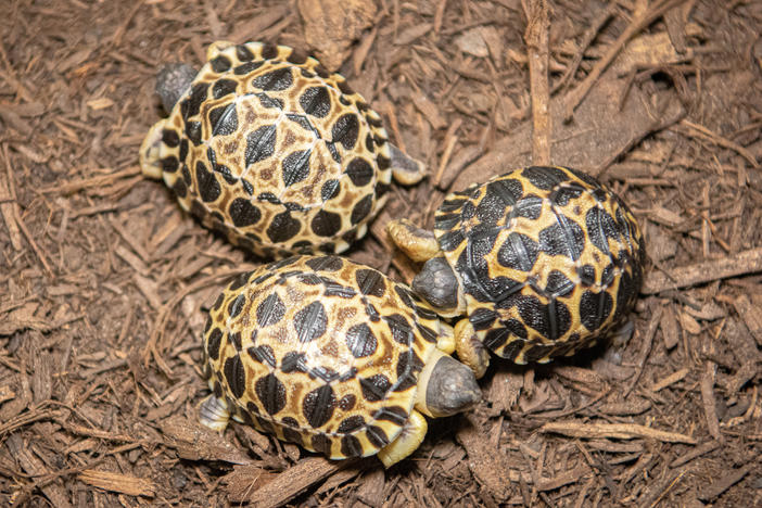 The three tortoise babies — Dill, Gherkin, and Jalapeño — are the first offspring of their 90-year-old father, Mr. Pickles.