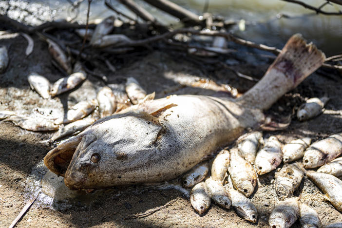 Dead fish lay on the bank of the Darling River near Menindee, Australia, Sunday, March 19, 2023.