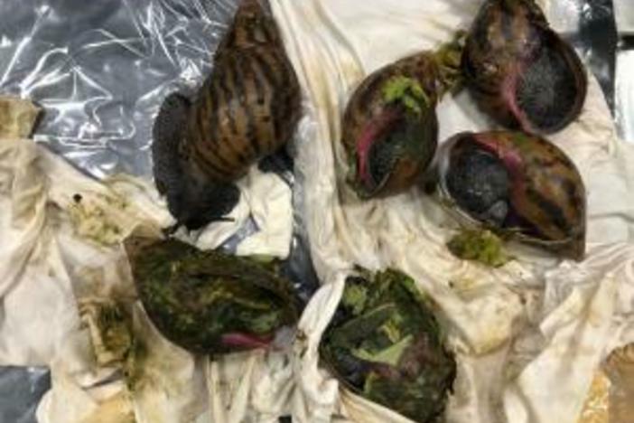The U.S. Customs and Border Protection shared this photo of the six seized snails. Authorities said the creatures will be examined for further analysis.