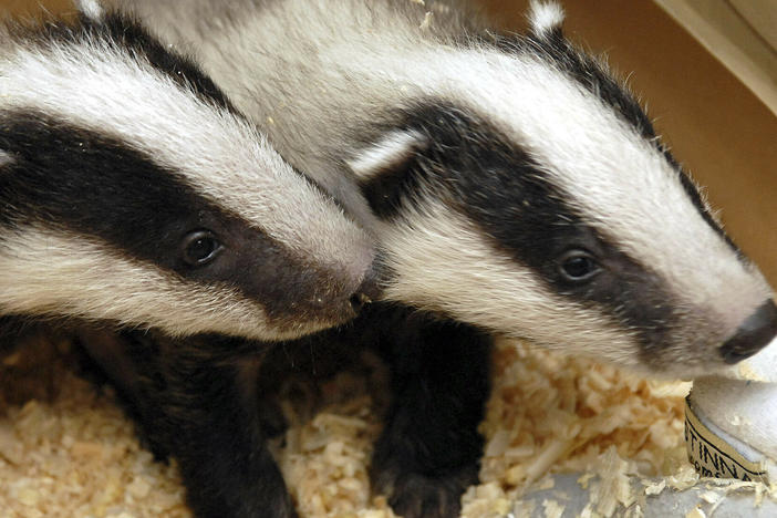 Two badger cubs are seen in the Szeged Game Park in Szeged, south of Budapest, Hungary, on April 12, 2006. Badgers burrowing under rail tracks have halted trains in the Netherlands, forcing lengthy cancellations on at least two lines.