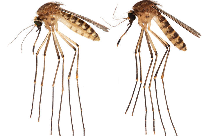 Researchers at the University of Florida have identified this new breed of mosquito that's infesting the state. Experts are concerned about new diseases that could be transmitted. (Mosquitoes shown are not actual size).