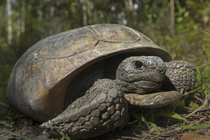 A gopher tortoise is seen at San Felasco Hammock Preserve State Park in Gainesville, Fla. Gopher tortoises that are threatened by loss of habitat and development should be placed on the endangered species list in four southern states, environmental groups said Wednesday.