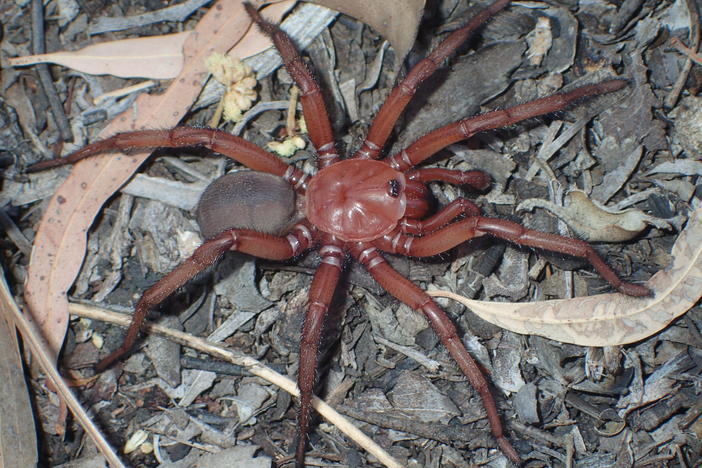 A <em>Euoplos dignitas</em> spider pictured in 2021.