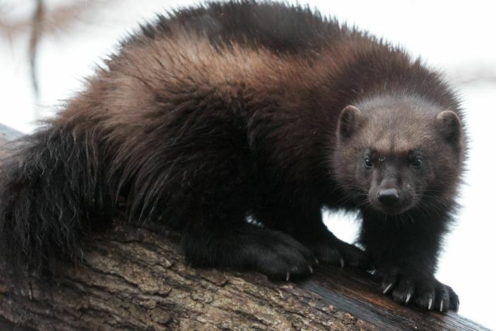 A wolverine is pictured on Jan. 28, 2016.