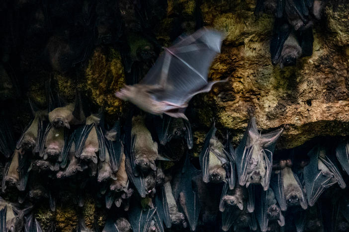 Bats congregate in the Bat Cave in Queen Elizabeth National Park on August 24, 2018. Scientists placed GPS devices on some of the bats to determine flight patterns and how they transmit Marburg virus to humans. Approximately 50,000 bats dwell in the cave.