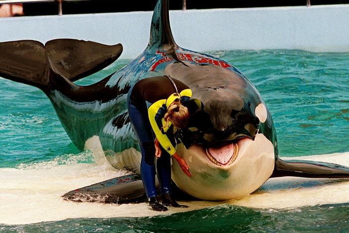 Officials announced Thursday plans to return Lolita — an orca that has lived in captivity at the Miami Seaquarium for more than 50 years — to its home waters in the Pacific Northwest. Here, trainer Marcia Hinton pets Lolita, a captive orca whale, during a performance at the Miami Seaquarium in Miami, March 9, 1995.