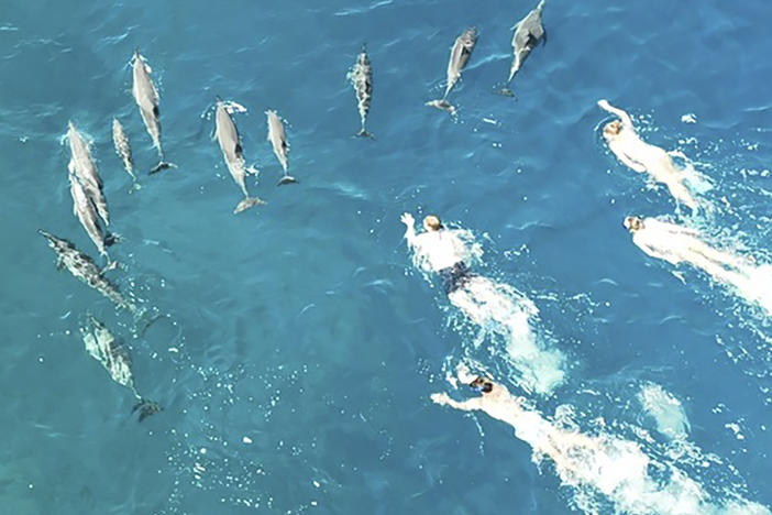 In this photo provided by the Hawaii Department of Land and Natural Resources, swimmers swim after spinner dolphins in Honanau Bay, Hawaii, March 26, 2023. Hawaii authorities say they have referred 33 people to U.S. law enforcement after the group allegedly harassed a pod of wild dolphins in waters off the Big Island.