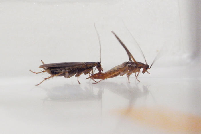 A female cockroach considers accepting a sugary offering from a male cockroach.