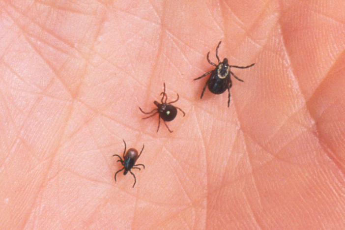 A Lone Star tick (middle) flanked by a deer tick (left) and a dog tick. The Lone Star tick is thought to be primarily responsible for an allergy to red meat, but other ticks can't be ruled out.