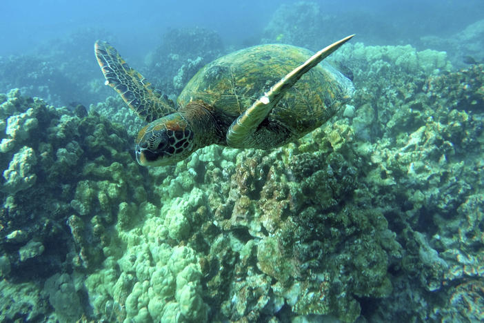 A green sea turtle swims near coral in a bay on the west coast of the Big Island near Captain Cook, Hawaii, on Sept. 11, 2019.